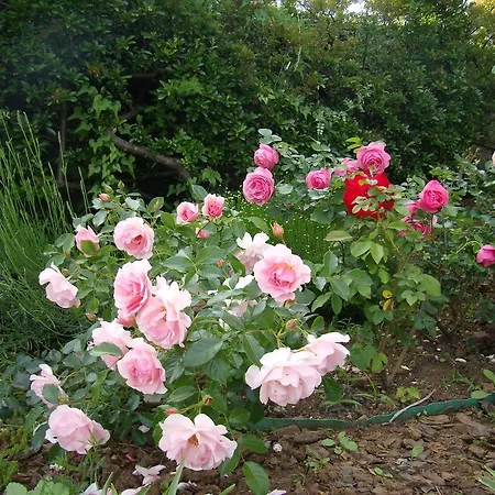 Апартаменты Kinkela *